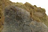 Hadrosaur Ossified Tendon & Turtle Shell in Sandstone - Wyoming #380408-1